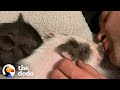 Tiny Piglets Become Siblings With A Pack Of Rescue Dogs | The Dodo Adoption Day