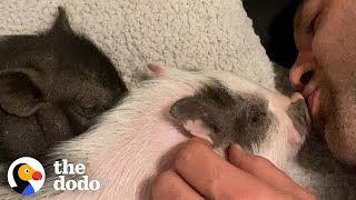 Tiny Piglets Become Siblings With A Pack Of Rescue Dogs | The Dodo Adoption Day screenshot 5