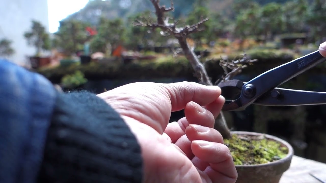 2020年に山採りした2本のエゴノキの経過報告・落葉後の剪定 ♯605