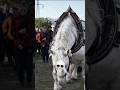 POV: You Just Met the Strongest Horse Alive 💪🐎 #shortvideo