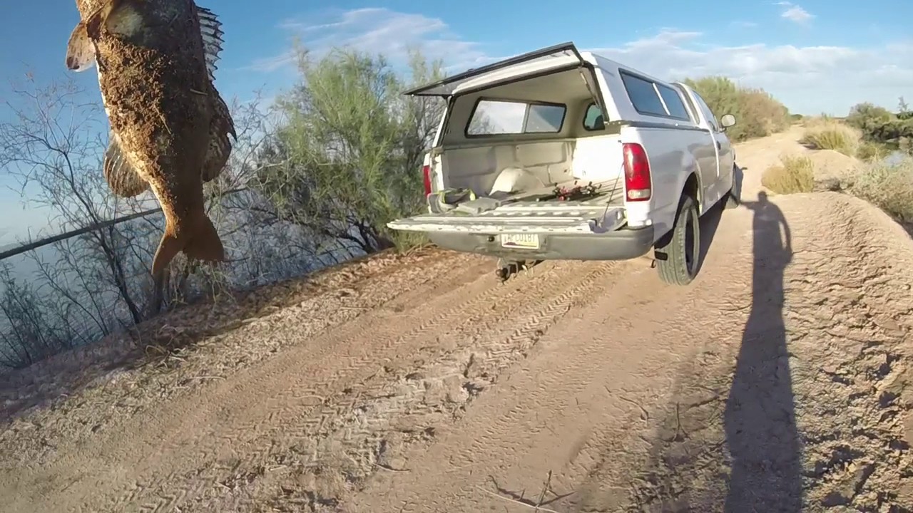 Flippin trees in Arizona YouTube