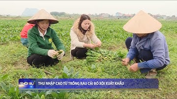 Thu nhập cao từ trồng rau cải bó xôi xuất khẩu