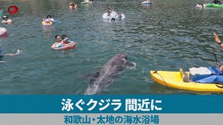 泳ぐクジラ、間近に 和歌山・太地の海水浴場