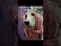 ladka tha ladki bna dala #trending#dog#jackudon