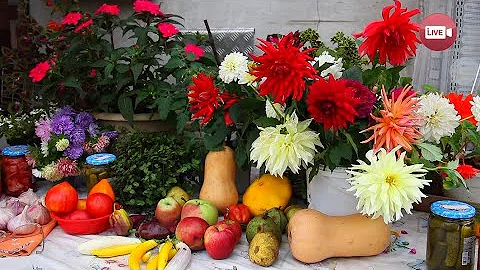 Svetlana Katsapova's 2025 Season Summary