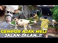 PERKEMBANGAN MELI JAUH DI LUAR NALAR..! JADI SUPER AKTIF..!