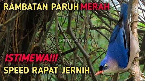 MASTERAN HANDAL!!! | RAMBATAN PARUH MERAH GACOR SPEED RAPAT DAN JERNIH