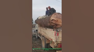 Log Unloading Teamwork: Workers Efficiently Handle Heavy Timber from Truck