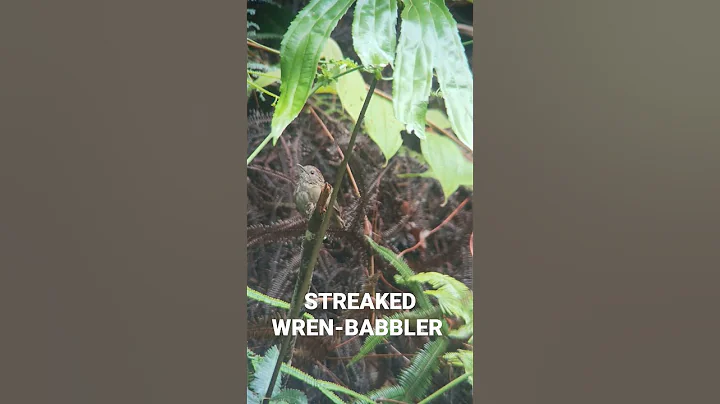 Streaked Wren-Babbler