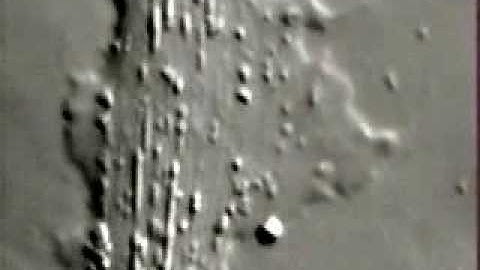 Mitochondria live under Microscope