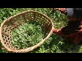 Collecting technology of green vegetables || Village life