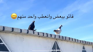 تم بيع عشرين من القوية وانصاب السنفور الاسود