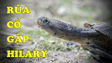 Tìm hiểu về Rùa Cổ Gập Hilary | Loài rùa có khuôn mặt zâm zê | Hoàng Long Family