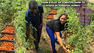 WEST AFRICA MILLIONAIRE TOMATO FARMER SHARES SECRET TO SUCCESSFUL TOMATO FARMING! SMALL BUSINESS