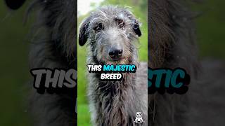 3 Fun Facts About The Scottish Deerhound #shorts #dogfacts #scottishdeerhound