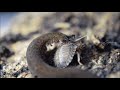 Onychophora Velvet worm (gusano terciopelo)