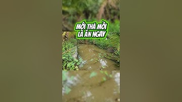 Câu cá rô phi #thailefishing #fishing #caucathugian