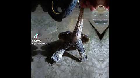 rùa cá sấu khủng 4kg xuất hiện tại hậu giang