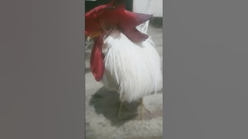 Compsognathus! (DINOSAUR)#dinosaurs #Paleontology