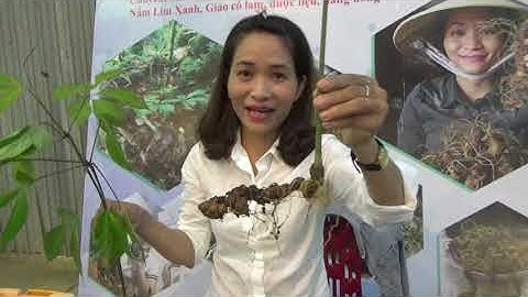 Phiên chợ sâm Ngọc Linh tháng 7 - Cơ sở kinh doanh sâm Phi Trần - 0965196244