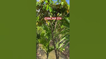 Mica & Mica tứ quý cây choai | 0386569374 - Ngọc Ngân Bến Tre | Chuyên cây độc lạ