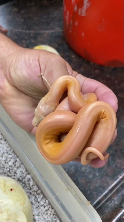 Have you ever seen a snake like this 😳