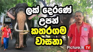 Kataragama Wasana Tusker - One Of The Most Famous Elephant In Sri Lanka