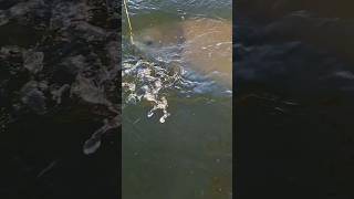 ГИГАНТСКИЙ АМУР НА ПЕРЕМЕТ, ПОДСАК ВЫДЕРЖИТ??? #рыбалка