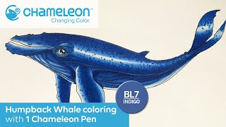 Humpback Whale Coloring using only ONE Marker Pen by Olesya Andreyeva