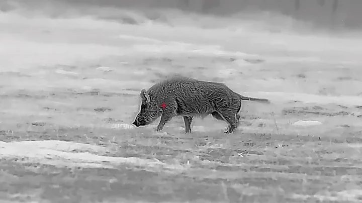 夜間狩獵野豬與郊狼 帶上高科技夜視儀 熱成像 在野外狩獵野豬夜 - 天天要聞