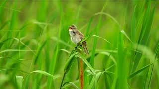 オオヨシキリのさえずり　その2Great Reed Warblers 2024