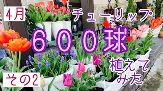 チューリップ600球植えてみた・２【ガーデニング】2021年