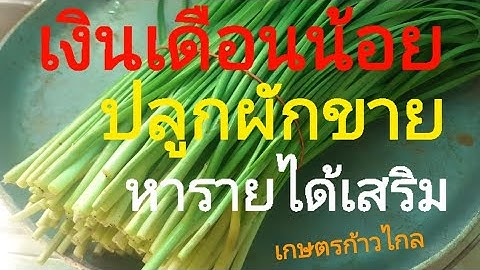 มนุษย์เงินเดือน(น้อย)ปลูกผักขายหารายได้เสริม#เกษตรก้าวไกล