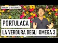 Portulaca: la verdura degli omega-3