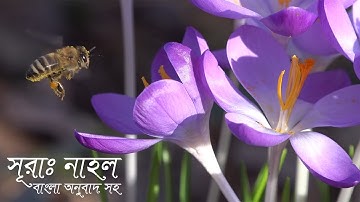 16. সূরা নাহল - Surah An-Nahl (bee) | سورة النحل  বাংলা অনুবাদ সহ
