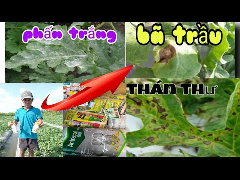 Video: Dưa Hấu Thán Thư