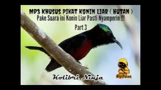 Mp3 Khusus Pikat Konin Liar / Hutan Part 3