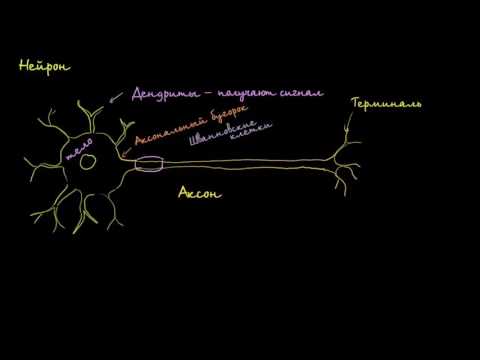 Нейрон анатомиясы