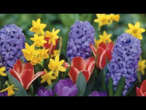 spring by vivaldi spring by vivaldi