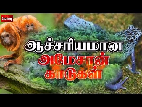 ஆச்சரியமான அமேசான் காடுகள்| Earth Lungs | amazon forest animals | Amazon rainforest | forest burning