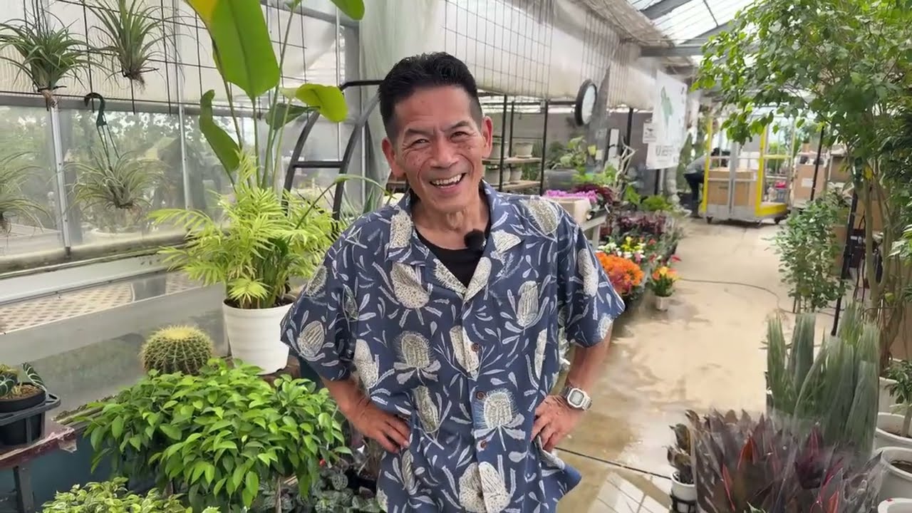 5/12 ありがとうSALE 観葉植物編 販売はPM 9:00〜通販サイト【植物家族