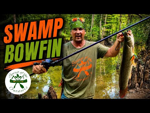 Bowfin Fishing With Plastic Baits In A Swamp
