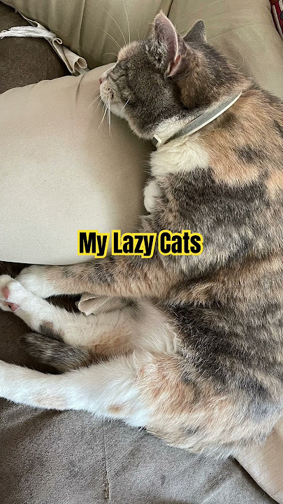 Spoiled Cats / momcats #catsofyoutube #mycatfamily