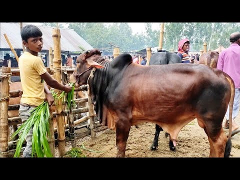 ভিডিও: ষাঁড়ের নাম কীভাবে রাখা যায়