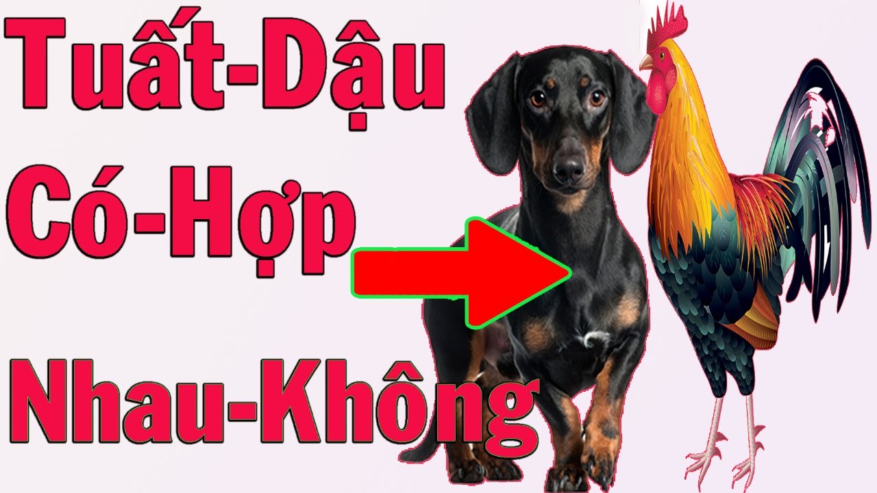 Người Tuổi Dậu Và Người Tuổi Tất Có Hợp Nhau Hay Không