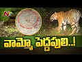 Tiger spotted near Vempalli bridge in Asifabad, visuals