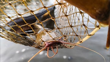 Buổi Chiều Đi Thâm Lờ Cá Lóc Ở Hóc Môn Đượt Nhìu Cá Lóc Và Cá Trê Vàng 