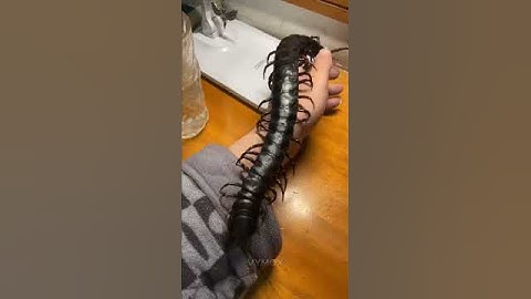 Insects are not scary  ☠️