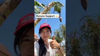 Ratchet strap trick saves my banana plant #gardening #planttips