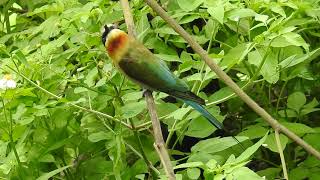 栗喉蜂虎金門鳥來木柵動物園 2 